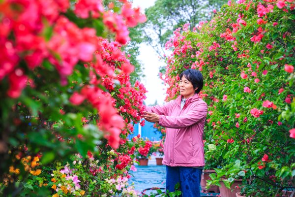 股顺网 解锁乡村振兴新密码：松江这个村，靠三角梅“圈粉”又生财